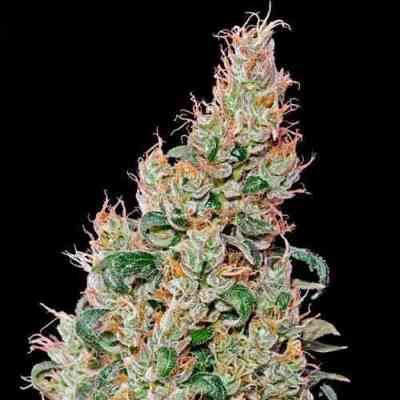 Green-O-Matic > Green House Seed Company | Autoflowering Hanfsamen  |  Indica